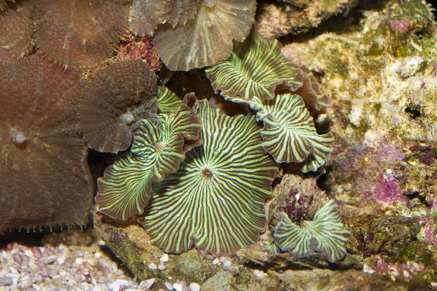 Polyp Button Coral in Saltwater Aquarium